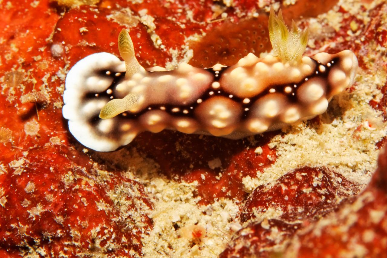 Chromodoris geometrica